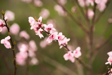  A branch of a blooming peach tree on a blurry green-pink background. Copy space.