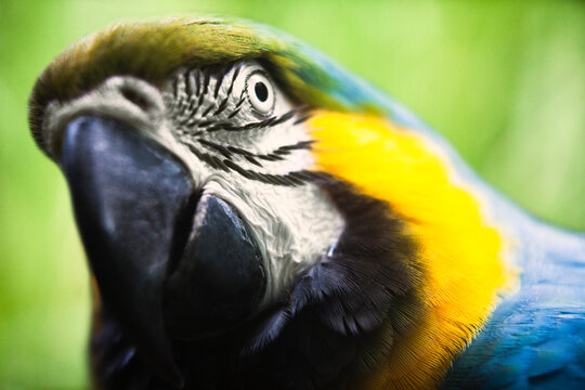 Close focus and close up to a Blue and Gold Macaw showing his vibrant colors and interesting details.