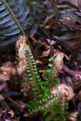 sword fern plant in the wilderness