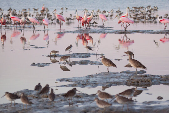 Shorebirds and roseate spoonbills forage in Lake Ingram in Everglades National Park, Florida.