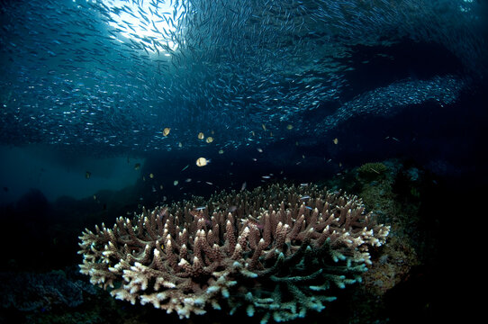 Schools of sardines swarm a shallow reef in Triton Bay Raja Ampat.