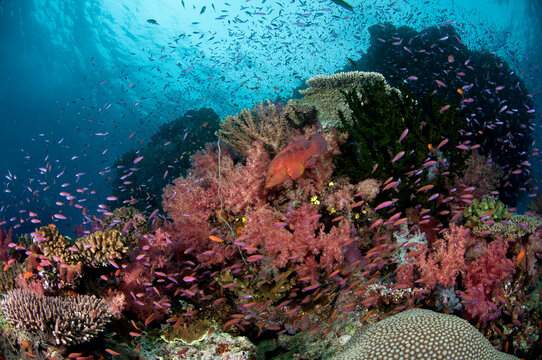 Fiji reef scene with gorgonians, schools of anthias and coral grouper.