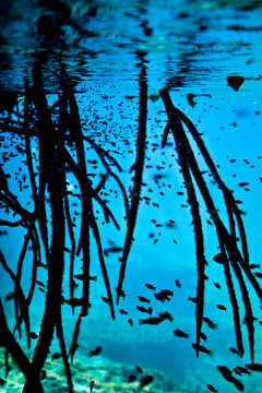 Submerged Roots and a lot of guppies in Casa Cenote, Quintana Roo, Mexico.