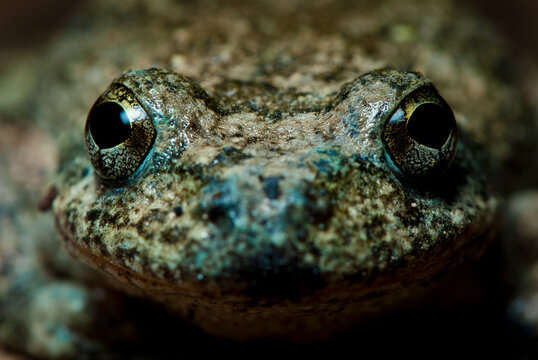 California Tree Frog, Pseudacris cadaverina, in Wheeler Gorge near Ojai California