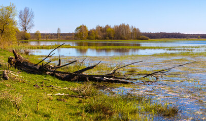 Early spring panoramic view of Narew river valley wetlands and nature reserve with rotten tree in Laskowiec village near Wizna in Podlaskie voivodship in Poland