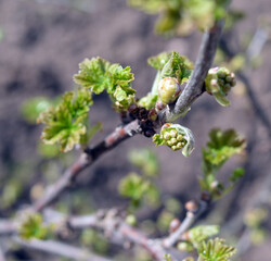 green leaves of currant bushes on buds germinate in the open ground in the garden in spring