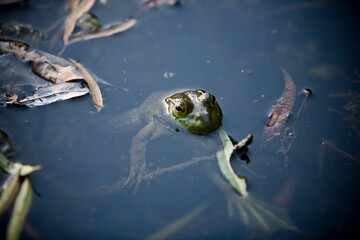 American bullfrog floating in the water, Arkansas