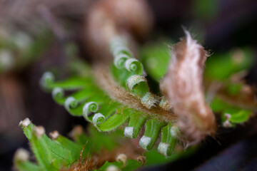 sword fern plant in the wilderness