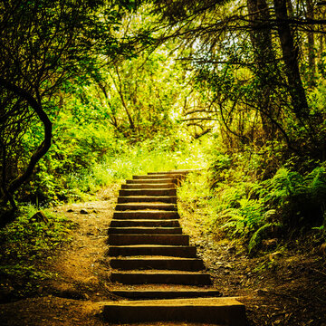 Wooden steps in the trail on the way to Pantoll Station in Mt. Tamalpais State Park.