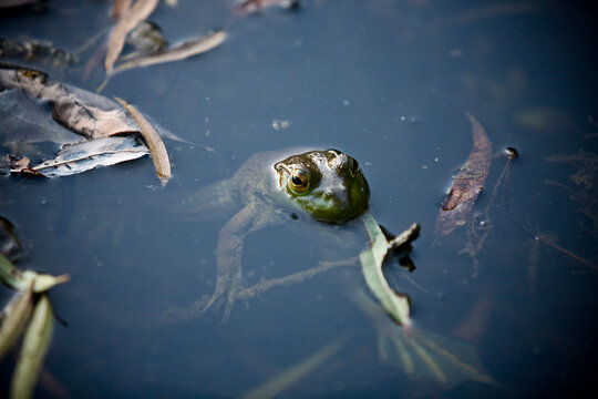 American bullfrog floating in the water, Arkansas
