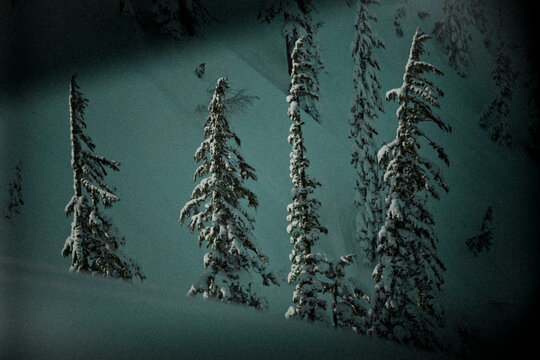 Fir trees are covered with fresh snow in the Cascade Range of Washington near Mount Baker Ski Area.
