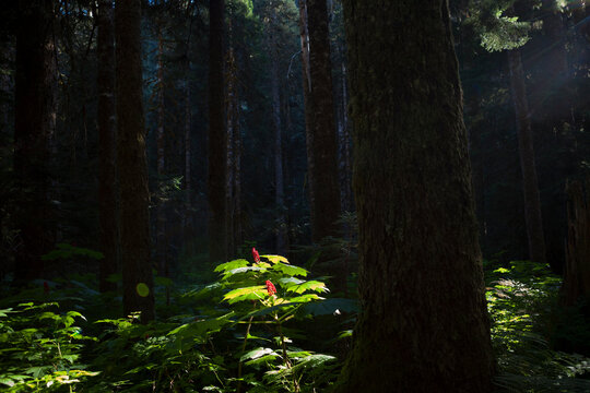 Rays of sunlight illuminate a devil's club (Oplopanax horridus) along the Nooksack Cirque Trail, Mount Baker-Snoqualmie National Forest, Washington.