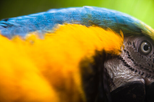 Blue and Gold Macaw - Powered by Adobe