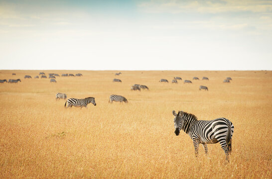 Zebras grazing on the wide open savannas of the Masai Mara, Kenya.