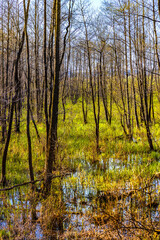 Early spring view of Biebrza and Narew river valley wetlands and nature reserve at Carska Droga...