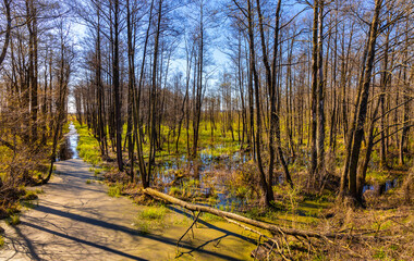 Early spring view of Biebrza and Narew river valley wetlands and nature reserve with drainage ditch at Carska Droga road in Podlaskie voivodship in Poland - obrazy, fototapety, plakaty