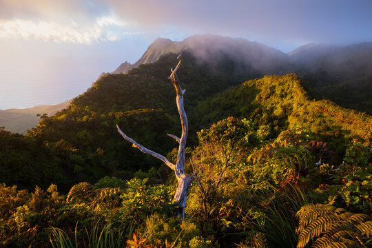 View at sunset of the Na Pali Coast's dramatically eroded Kalalau Valley from the Pihea Trail, Kokee State Park, Kauai, Hawaii.