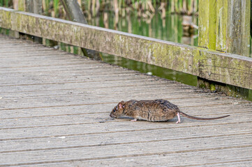 Brown rat, rattus norvegicus, eating discarded bird food