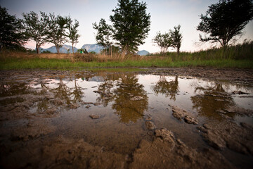 A partially drained fish pond surrounded by tall grasses is like an irresistible buffet for endangered fishing cats (Prion Ailurus viverrinus).