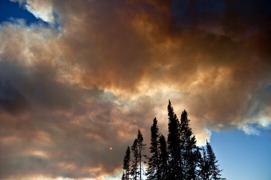 smoke from wildfires covering the sun with lodgepole pines in the foreground