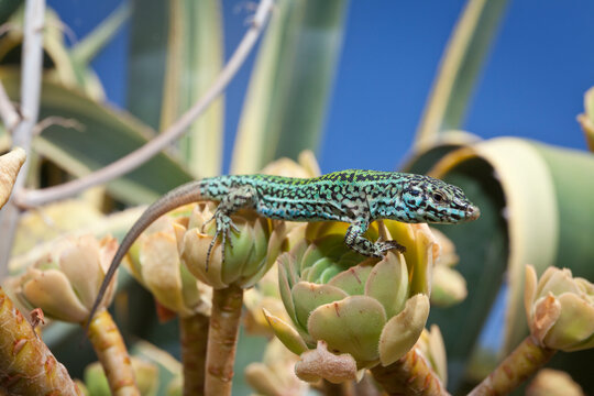 A male Ibiza wall lizard perched on a cactus in Ca Mari, Formentera.