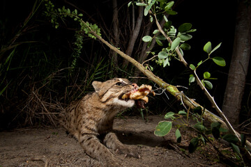 Rip Ear, a wild male fishing cat (Prion Ailurus viverrinus), triggers a camera trap hidden on a fish farm in Sam Roi Yod, Thailand.