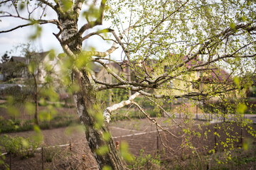 Nature birch tree spring 
