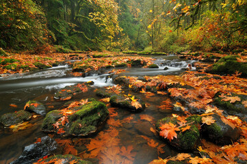Fallen big leaf maple leaves litter the forest floor in Washington State's Columbia River Gorge.