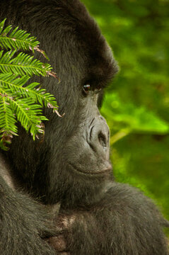 Silverback Gorilla watches over his family.