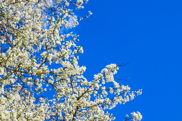 Spring white cherry blossom against blue sky. Spring cherry blos