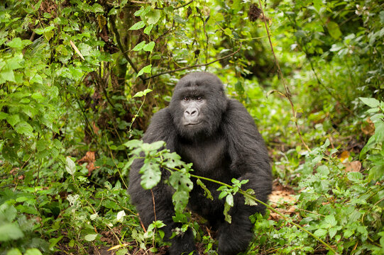 A wild mountain gorilla at Virunga National Park in the Democratic Republic of the Congo