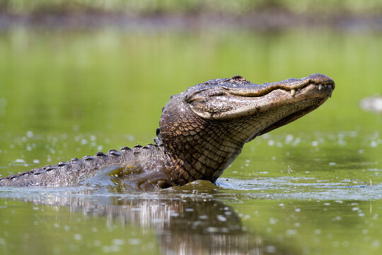 An American Alligator (Alligator mississippiensis) lunges after fish in a shrinking pool in Big Cypress National Preserve.