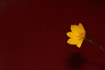 Obraz premium Beautiful background of Flower- Zephyranthes Citrina for seasons greetings.