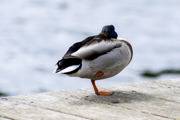 Nahaufnahme einer schlafenden Ente auf einem Bein