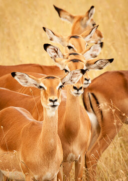 A small grouping of impala keep on the lookout for predators in the Masai Mara, Kenya.