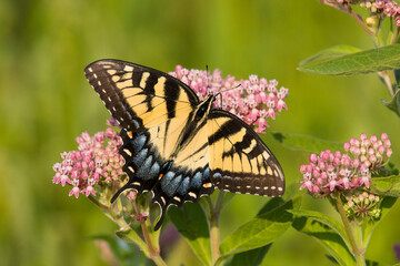 An Eastern Tiger Swallowtail (Papilio glaucus) feeds on milkweed (Asclepias sp.) in a Virginia wetland.