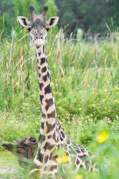 Lowry Park Zoo, FL: A giraffe sits with his head towering over the field of tall grass