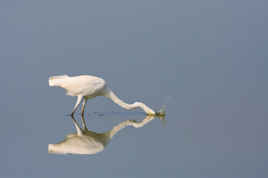 Great Egret (Casmerodius albus) fishing with head on water. Laem Pak Bia. Petchaburi province. Thailand.