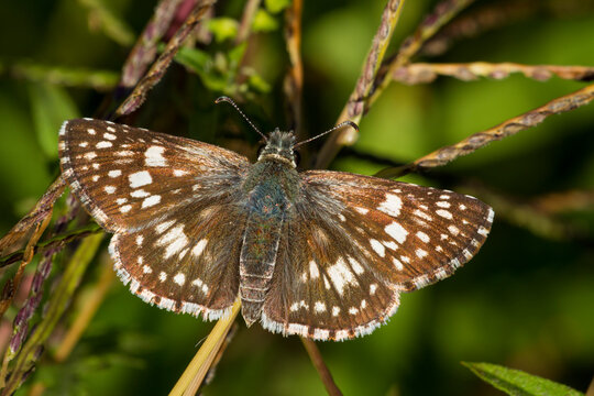 A Common Checkered Skipper (Pyrgus communis) butterfly in Virginia.