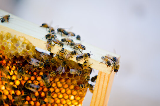 A local beekeeper tends to his hives and works towards the production of locally produced honey.