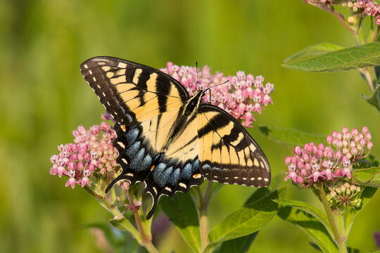 An Eastern Tiger Swallowtail (Papilio glaucus) feeds on milkweed (Asclepias sp.) in a Virginia wetland.
