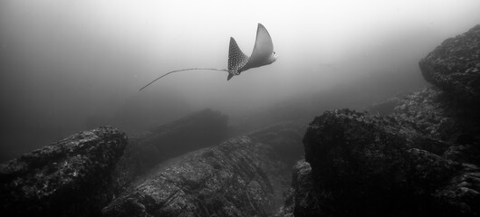 Eagle Ray swimming around a dive site called el Chato, Ixtapa, Guerrero, Mexico.