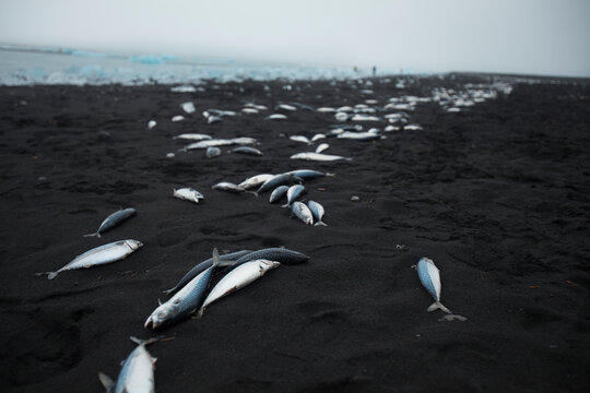 Herring washed up on the beach at jokulsarlon, a glacial lagoon along Ring Road (Rte. 1) in South Iceland.
