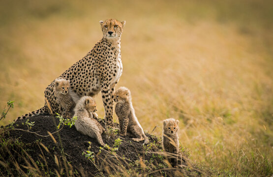 A cheetah mother and her 4 cubs scan the grasslands of the masai mara, Kenya.