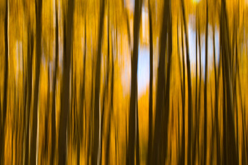 Abstract photograph of aspen trees in the fall using long exposure and movement.
