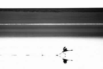 A black and white high contrast photograph of a flamingo taking flight in a small lake in SW Bolivia.