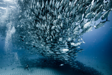 Mexico, Baja California, Sea of Cortez, Cabo Pulmo. As soon as I got in the water, I was greeted by thousands of Jacks, swimming peacefully and creating all kinds of beautiful silhouettes. It is very hard to understand the immense size of the school by looking at a picture, so I waited for my dive buddy to go to the bottom, some 60 feet below, to give a sense of scale to the image and convey the impressive magnitude of the scene.