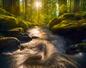 Zachodzące słońce oświetlające leśny potok