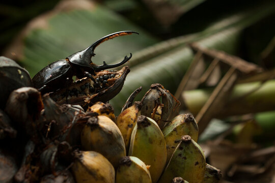 A hurcules beetle climbs on top of a bunch of wild bananas in the tropical forest of Pico Bonito National Park, Honduras.