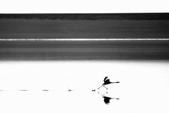 A black and white high contrast photograph of a flamingo taking flight in a small lake in SW Bolivia.
